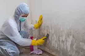 Best Basement Mold Removal  in Pittsboro, NC